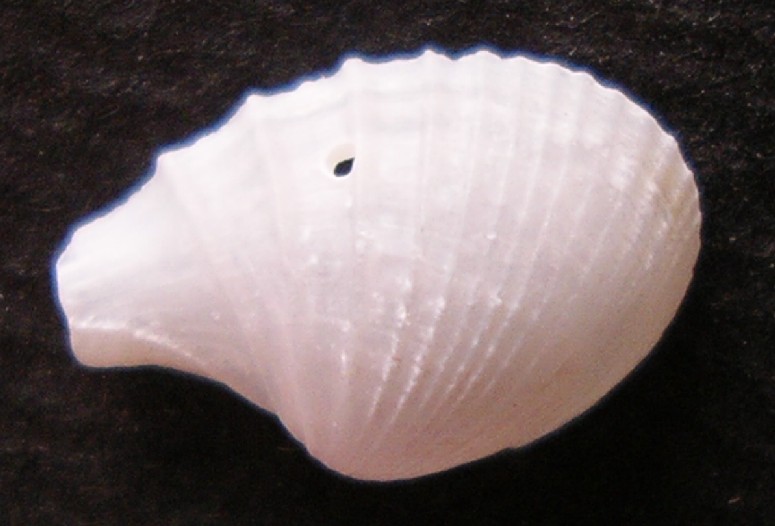 bivalve  5